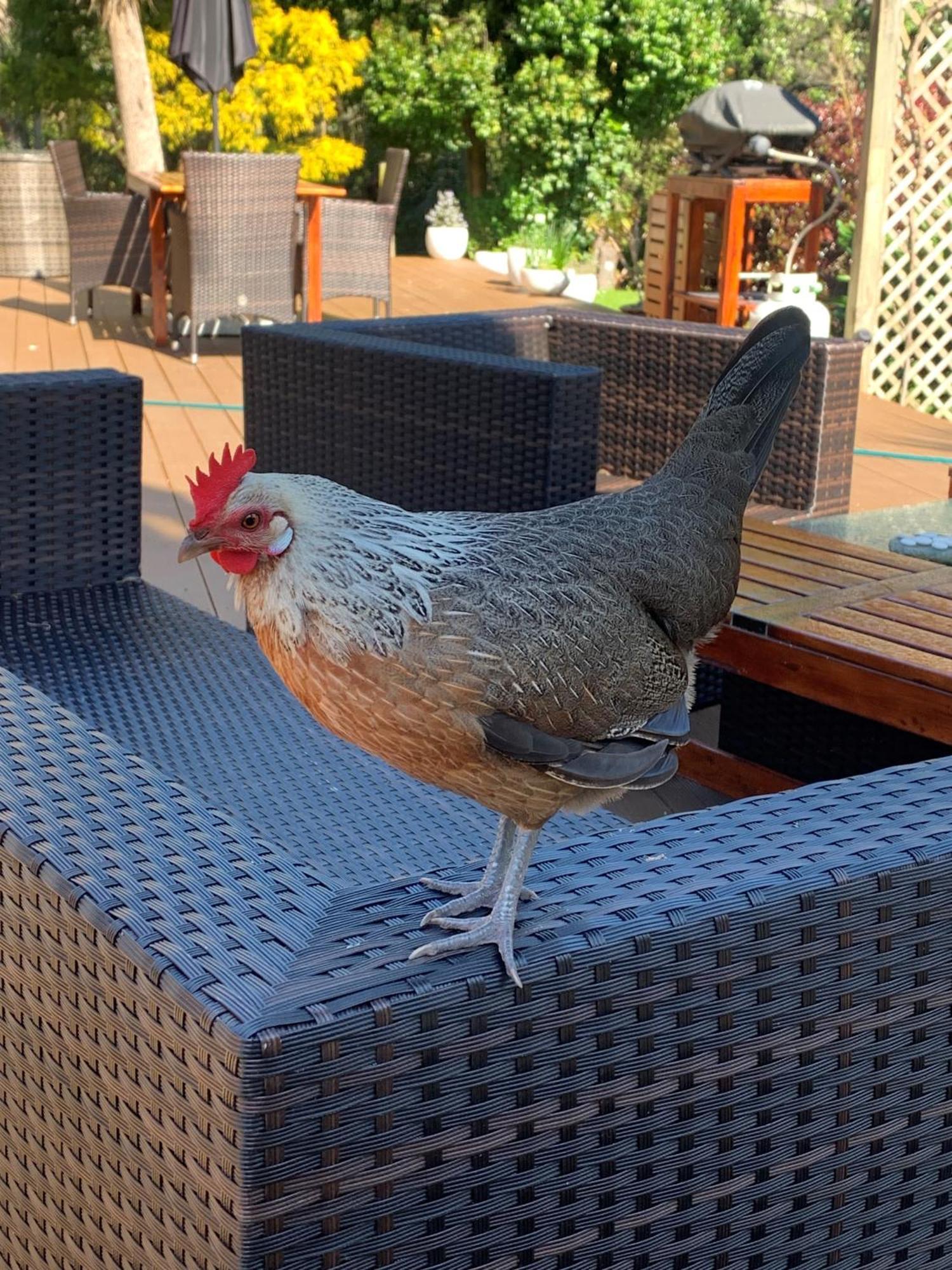 Private Guest Wing - Durie Vale Lodge Уангануй Екстериор снимка